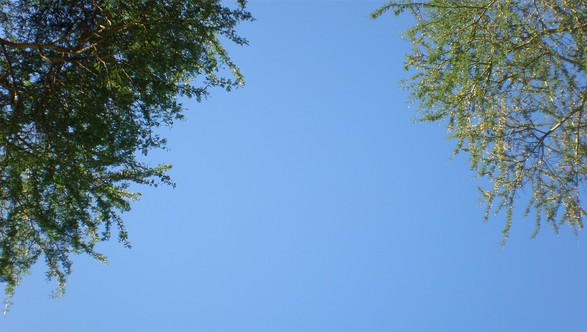 Blue Sky Between Two Trees