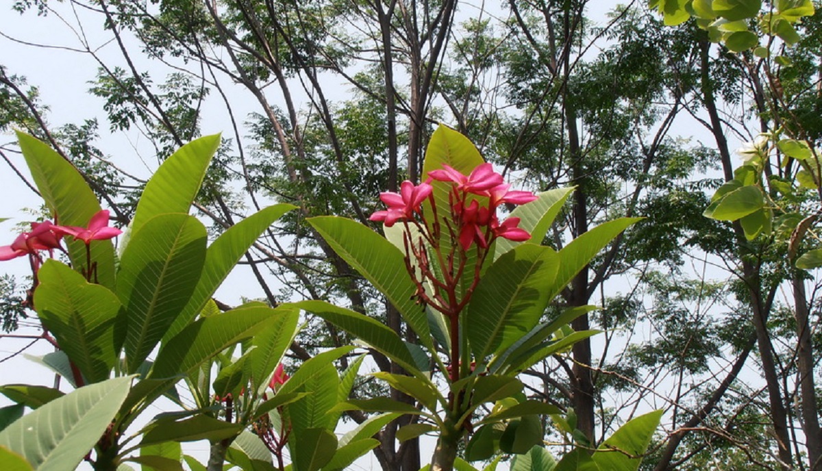 Frangipani Flowers Symbolizing a Rebirth