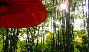 Bamboo Trees and Red Umbrella - the power of forgiveness by amyra mah