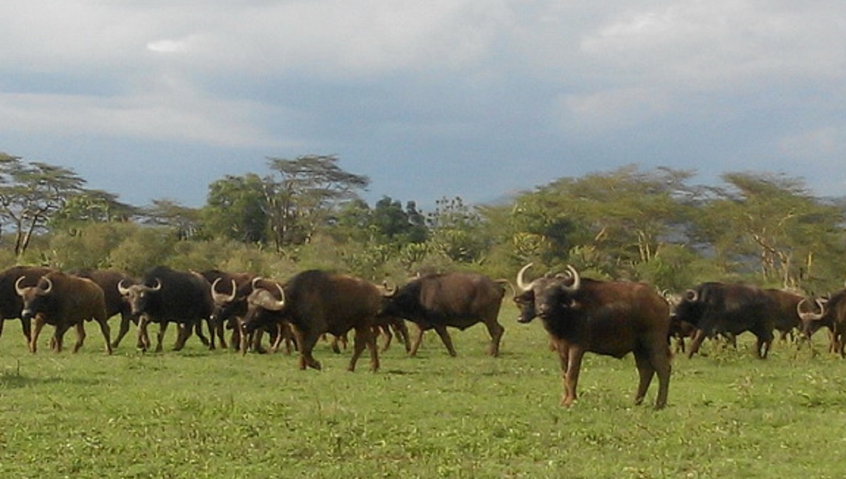 Buffalos in Paradise Kenya