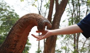 Elephant Trunk and Hand Reaching Out. Elephant Medicine by Amyra Mah