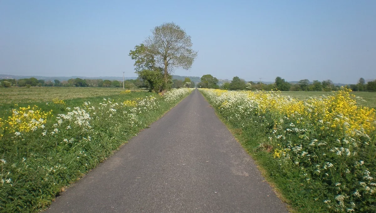 Driving in Rural Somerset in Summer. How to be Free by Amyra Mah