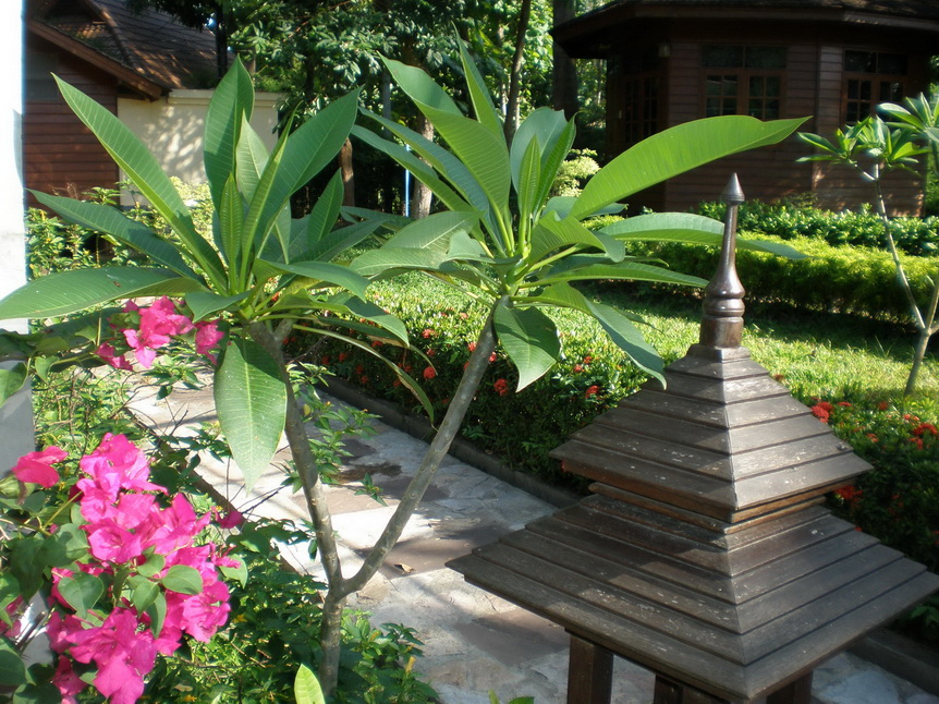 Frangipani and Bougainvillea Plants in Thai-Style Resort Rehab