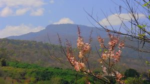 Mountains and Pink Blossoms with Blue Skies in Mae Rim, Chiang Mai, Thailand - how to let go of being wronged by amyra mah