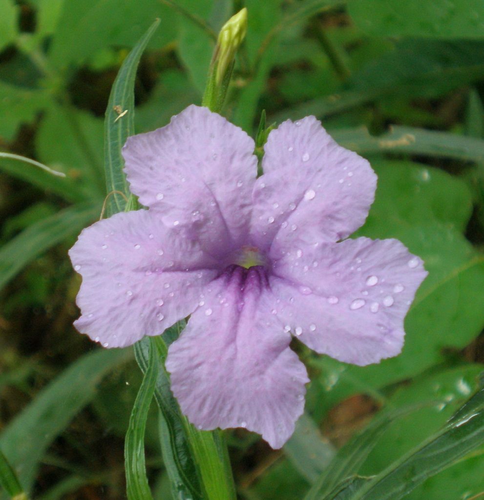 Purple Flower Spirit of Humanity
