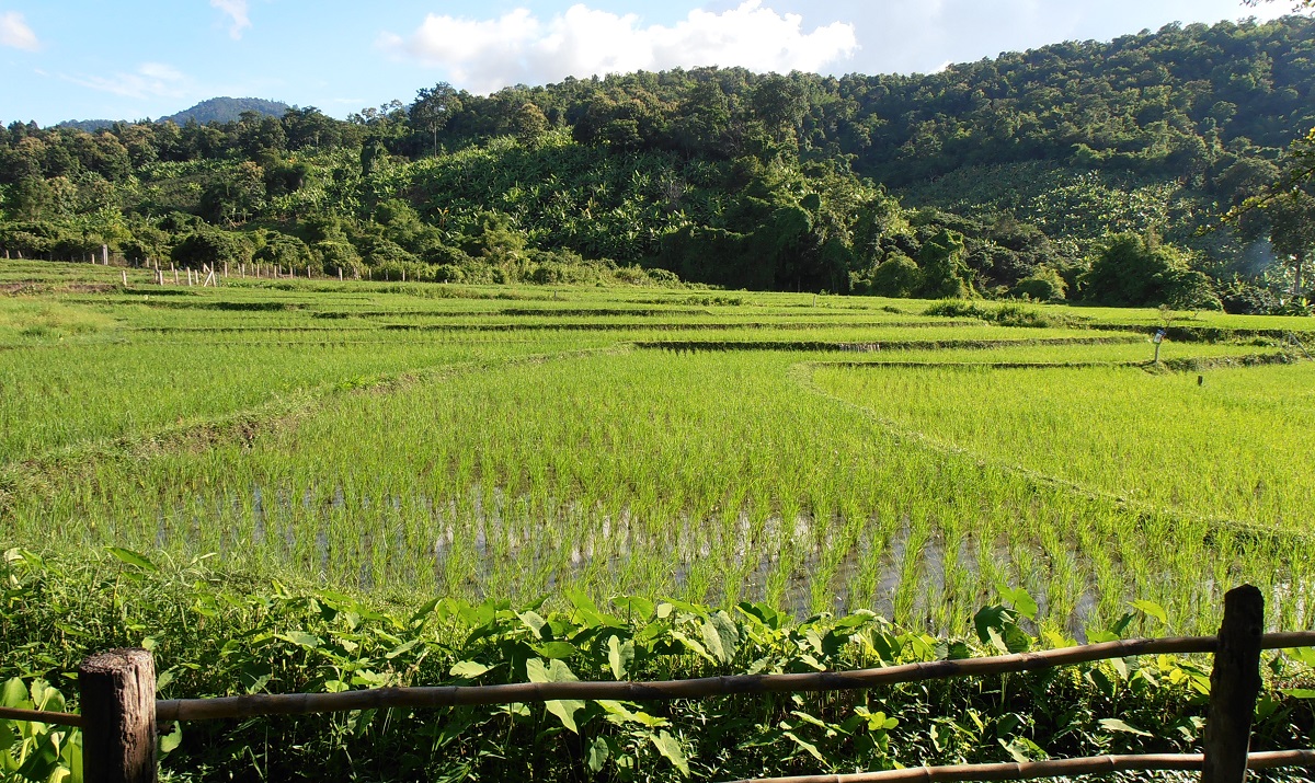 Rice Field and Hills in Mae Rim, Chiang Mai, Thailand
