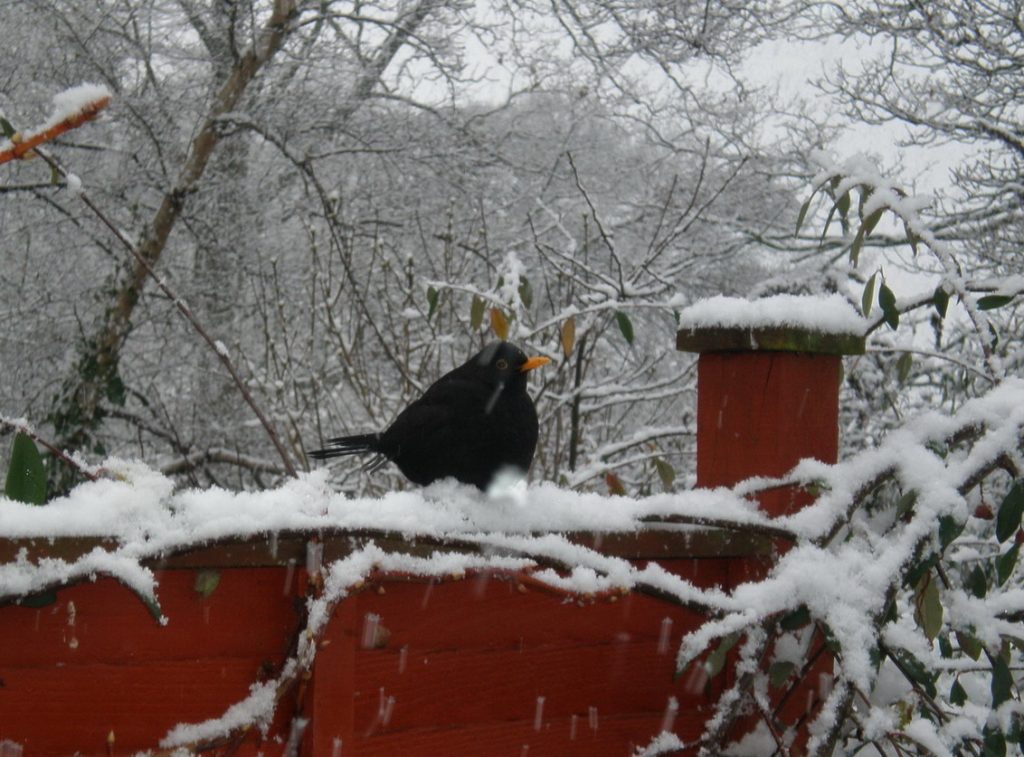 Robn Perched on Red Wall in Snowy England