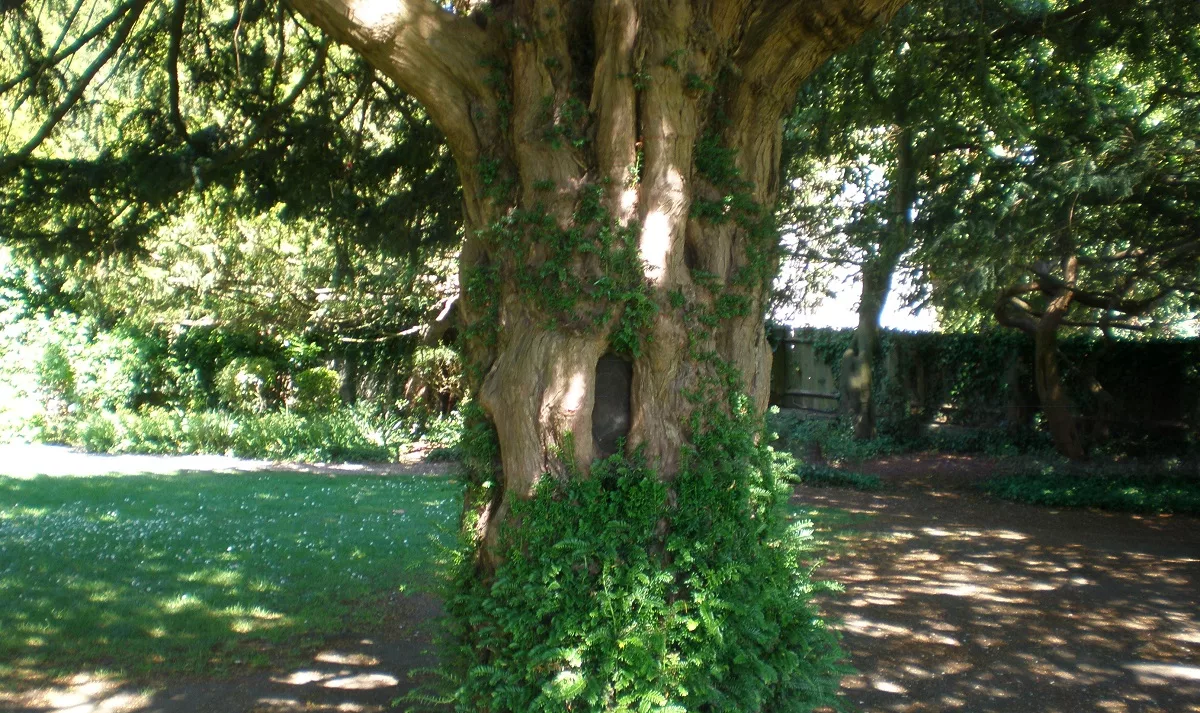 Big Tree in Chalice Well, Glastonbury