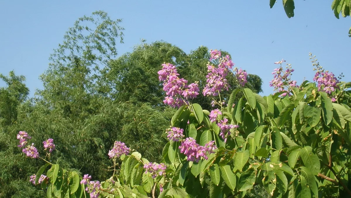 Trees with Purple Flowers in Kanchanaburi, Thailand. Why People Are Driven To Destroy Themselves by Amyra Mah