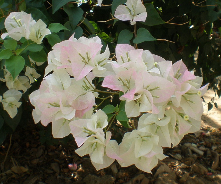 White-Pink Bougainvilleas in Thailand Rehab