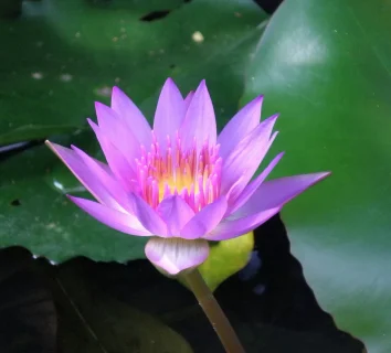 Purple Lotus in a drug, alcohol rehab in Thailand. The Inspiring Messages by Amyra Mah